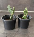 Te ruil / te koop opuntioideae schijfcactus opuntia cactus, Huis en Inrichting, Kamerplanten, Ophalen of Verzenden, Cactus, Volle zon