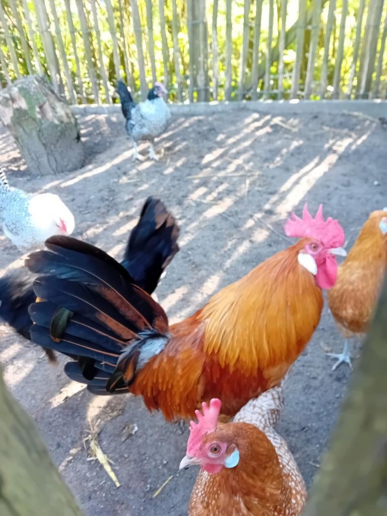 Goudpel haan te koop friese pel, Dieren en Toebehoren, Pluimvee, Mannelijk, Kip