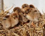 Brahma groothoender patrijs hen kuikens geënt, Dieren en Toebehoren, Pluimvee, Meerdere dieren, Kip