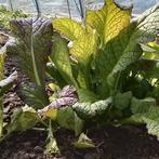 Uit de biologische moestuin: Amsoy, zaden, Ophalen of Verzenden, Voorjaar, Halfschaduw, Zaad