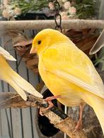 Kanaries, Meerdere dieren, Zangkanarie