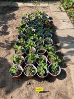 Biologische aardbeiplanten Daroyal, Tuin en Terras, Planten | Tuinplanten, Ophalen, Vaste plant, Fruitplanten, Volle zon