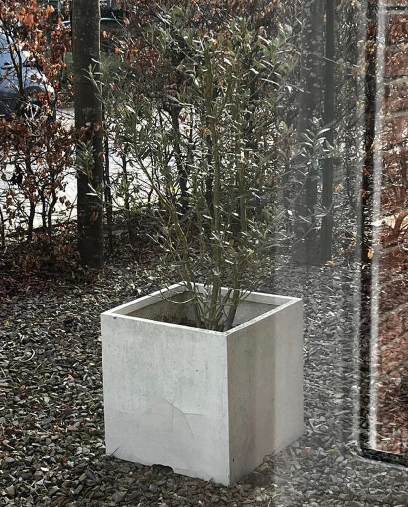 Plantenbak met olijf, Tuin en Terras, Ophalen of Verzenden, Zo goed als nieuw, Kunststof