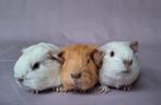 Twee jonge gladhaar beertjes - creme & wit, Cavia, Februari, Mannelijk, Tam