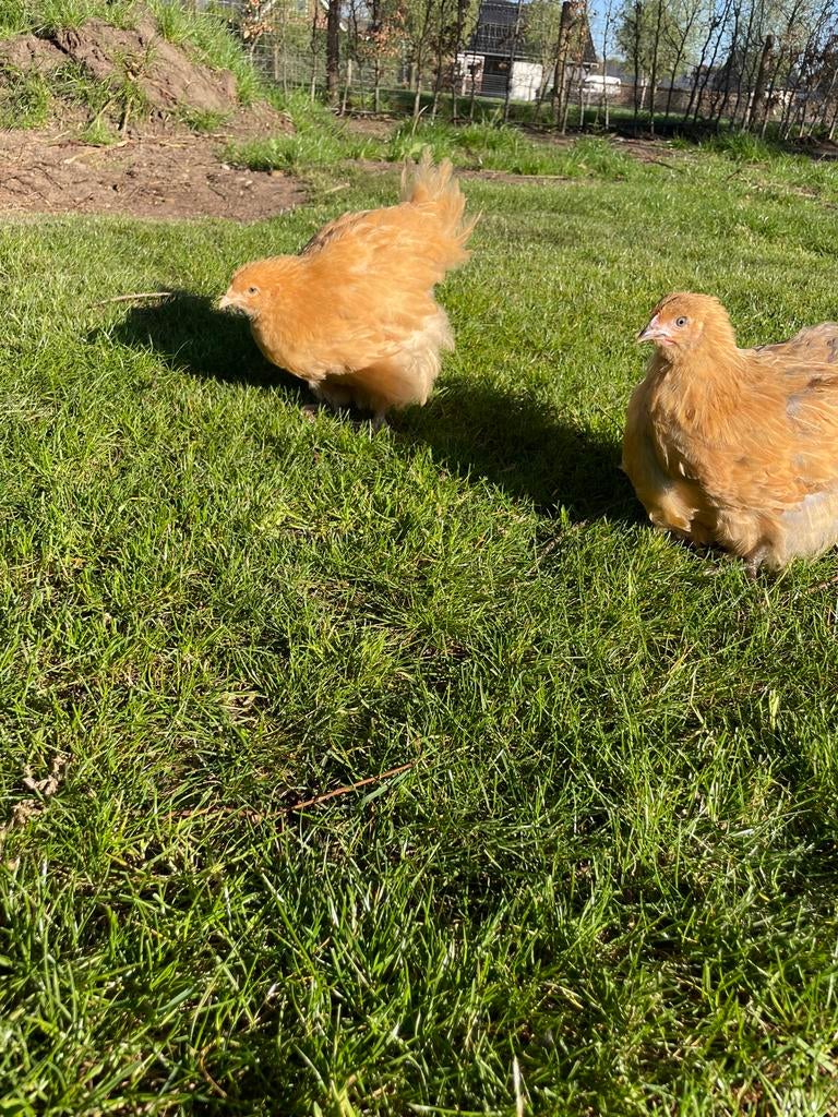 Leuke Orpinton hennen, Dieren en Toebehoren, Vrouwelijk, Kip