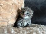 Noorse boskat kruising kittens, Dieren en Toebehoren, Kater, Ontwormd, 0 tot 2 jaar