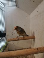 Bastaard putter man, Dieren en Toebehoren, Mannelijk, Bastaard