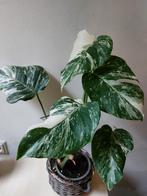 Monstera Borsigiana Alba , jonge plant, Huis en Inrichting, Kamerplanten, Ophalen of Verzenden, Halfschaduw, Minder dan 100 cm