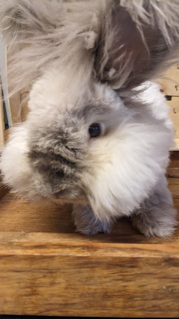 Engelse Angora rammelaar, Mannelijk