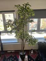 Kunstplant, 170 cm hoog - Groene decoratie voor binnen, Ophalen, Zo goed als nieuw, Binnen