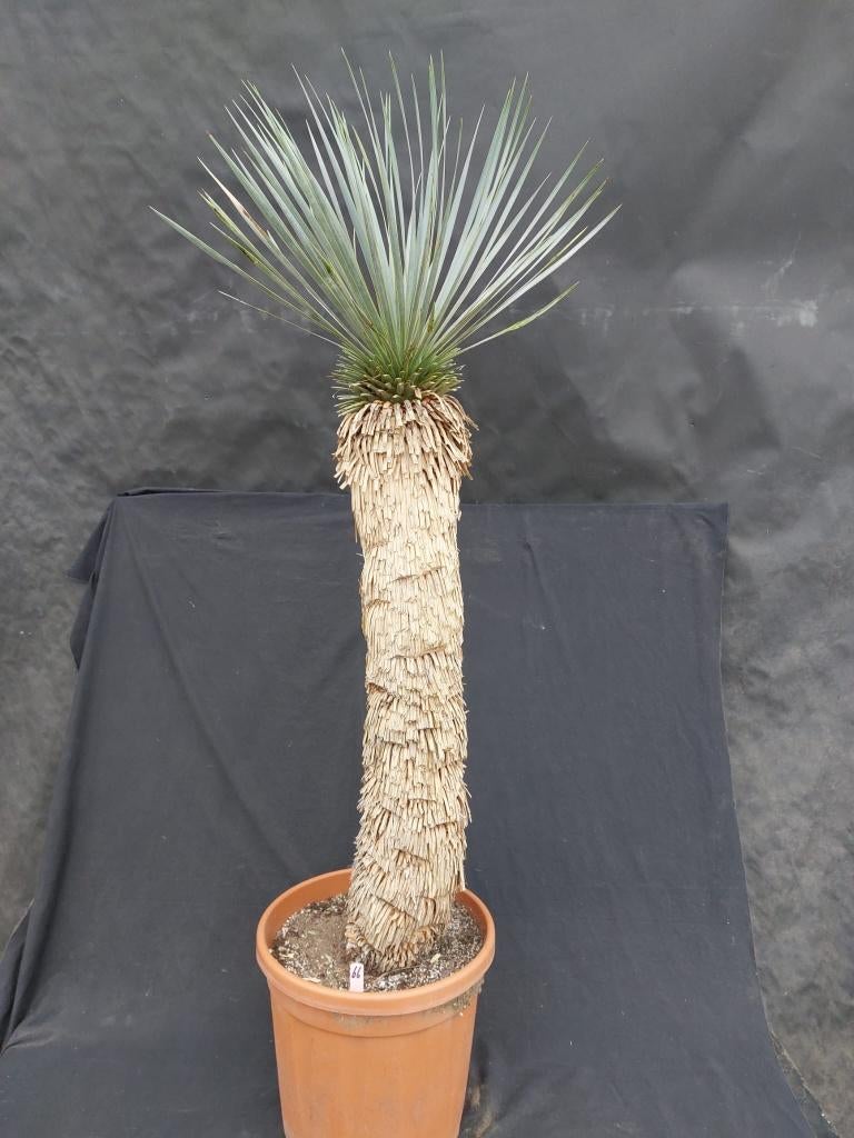 Yucca thompsoniana ssp. 22, 130 cm, stam 75 cm, Ophalen of Verzenden, Vaste plant, Overige soorten, Volle zon