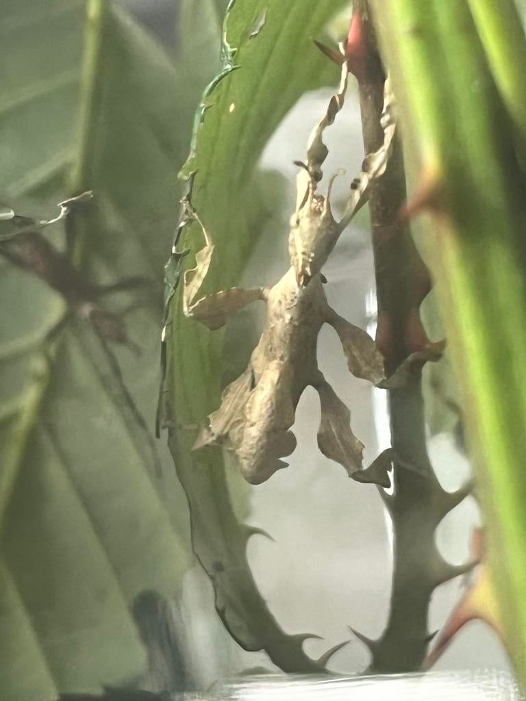 PSG 9 Extatosoma tiaratum Innisfail Australische flappentak., Dieren en Toebehoren, Wandelende tak