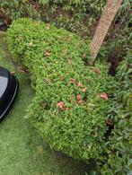 4 grote buxus vormen, Ophalen, Volle zon, Overige soorten, 100 tot 250 cm