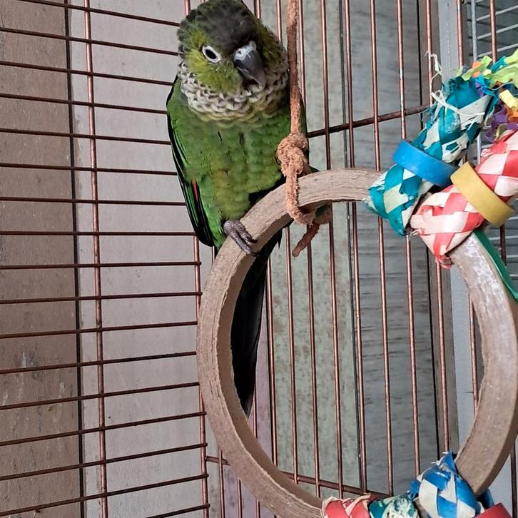 Mooie jonge Pyrrhura Rupicola met certificaat 3 maanden oud, Dieren en Toebehoren, Vogels | Parkieten en Papegaaien, Parkiet, Vrouwelijk