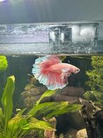 BETTA VIS GEZOCHT!, Dieren en Toebehoren, Vissen | Aquariumvissen, Vis