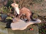 Steenmarter. Taxidermie - opgezet - dieren - landelijk, Ophalen of Verzenden, Zo goed als nieuw, Wild dier, Opgezet dier