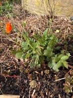 Geum (Nagelkruid) - Oranje bloemen, ruilen mag!, Tuin en Terras, Ophalen, Vaste plant