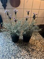 Twee IKEA FEJKA neplavendelplantjes, Ophalen of Verzenden, Zo goed als nieuw, Binnen