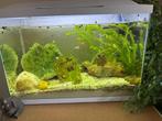 Superfish aquarium 60 liter inclusief vissen en versiering, Dieren en Toebehoren, Ophalen, Zo goed als nieuw, Gevuld zoetwateraquarium