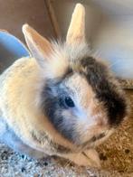 Konijn mannetje, Dieren en Toebehoren, Mannelijk, Middelgroot, 0 tot 2 jaar