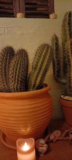 Grote cactus Stenocereus thurberi, Ophalen of Verzenden, Minder dan 100 cm, Volle zon, In pot