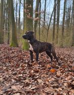 Super mooie Amerikaanse stafford teefje, Dieren en Toebehoren, Honden | Jack Russells en Terriërs, Parvo, 15 weken tot 1 jaar