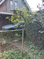 Boom Kardinaalsmuts Euonymus, Ophalen, Volle zon, Overige soorten, 100 tot 250 cm