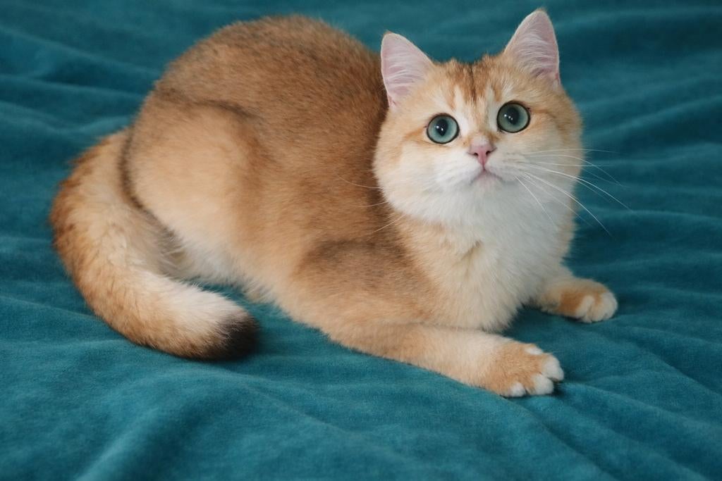 Dekkater Britse Korthaar Black Golden, Stamboom, inc.FivFelv, Dieren en Toebehoren