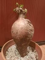 Pachypodium bispinosum XXL, big caudex, succulent, plant, Verzenden, Halfschaduw, Minder dan 100 cm