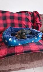 ruwhaar dwerg/kaninchen reutje, Parvo, 8 tot 15 weken, Dwerg, Meerdere