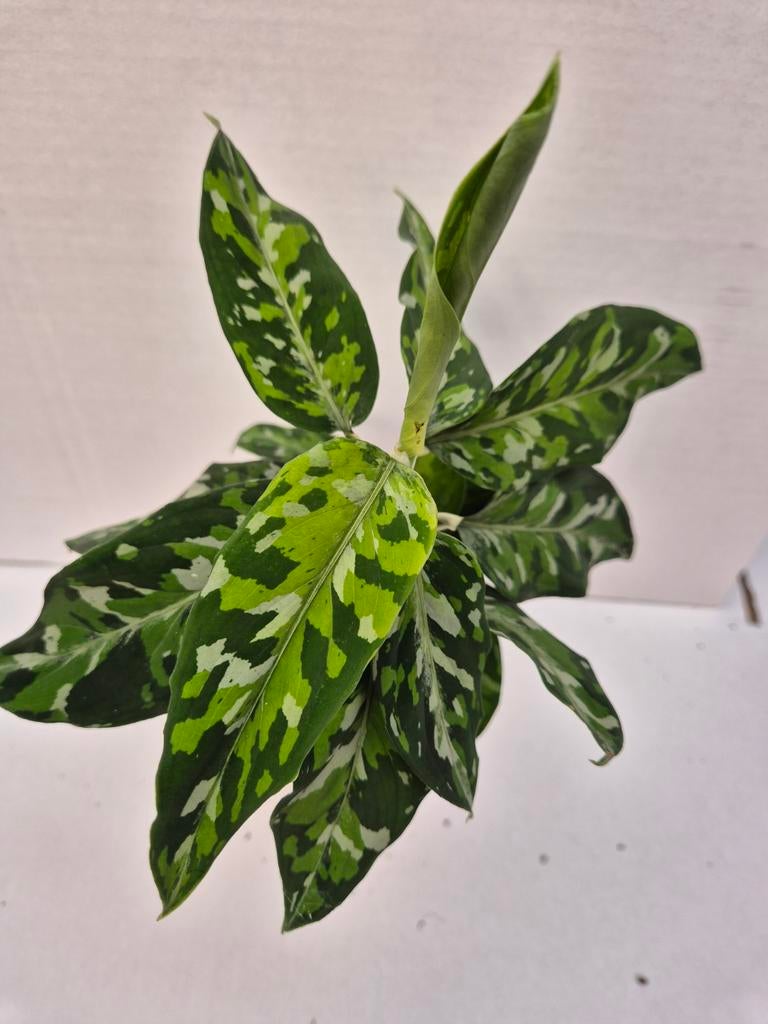Aglaonema Pictum Tricolor p12 (2), Huis en Inrichting, Kamerplanten, Minder dan 100 cm, Halfschaduw, Ophalen of Verzenden