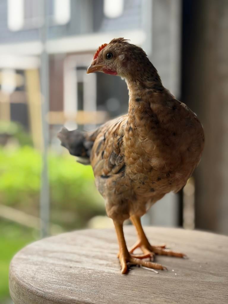 Kleurlegger hanen en hennen, Dieren en Toebehoren, Pluimvee, Kip, Meerdere dieren