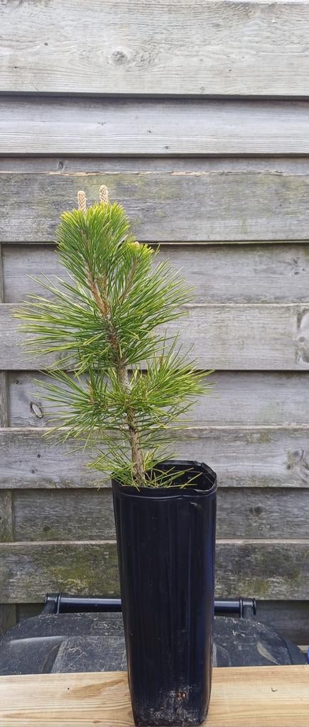 Pinus Thunbergii (Japanse Zwarte Den) Pré bonsai, Tuin en Terras, Planten | Bomen, Bloeit niet, Minder dan 100 cm, Volle zon, In pot