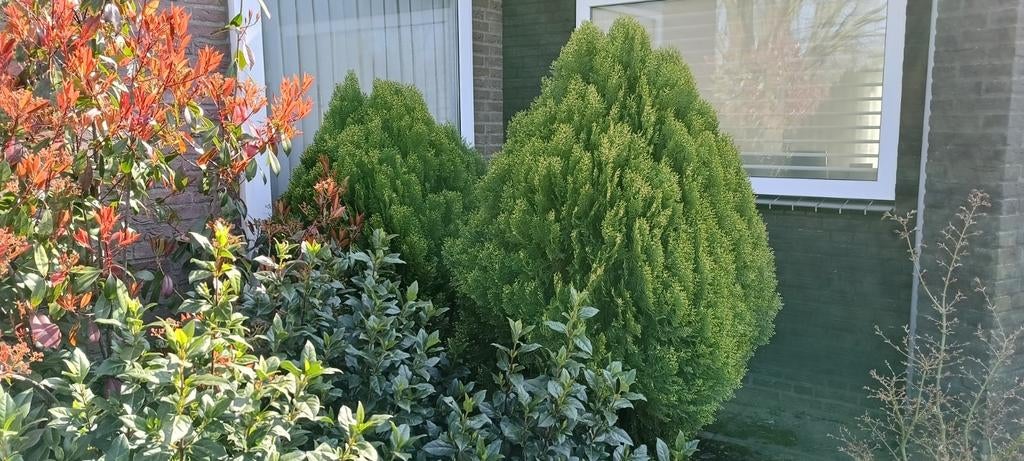 Coniferen, Tuin en Terras, Planten | Struiken en Hagen, Ophalen, Conifeer, 100 tot 250 cm