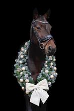 Lieve springmerrie tekoop., Springpaard, Niet van toepassing, 7 tot 10 jaar, 160 tot 165 cm