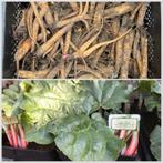 Rabarberwortel stokken 11 verschillende soorten, Ophalen, Volle zon, Knol