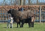 Schaap met 2 lammeren, Dieren en Toebehoren, Schapen, Geiten en Varkens, Meerdere dieren, Schaap