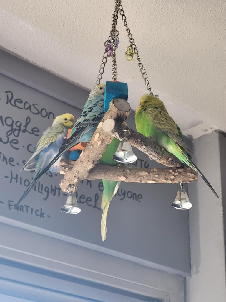 Parkieten, Meerdere dieren, Parkiet, Pratend