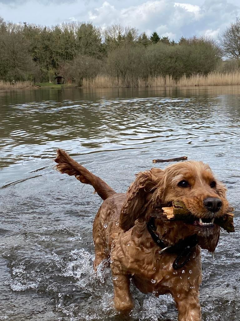 Oppashulp/wandelmaatje gezocht, Diensten en Vakmensen, Dieren | Honden | Verzorging, Oppas en Les, Particuliere oppas