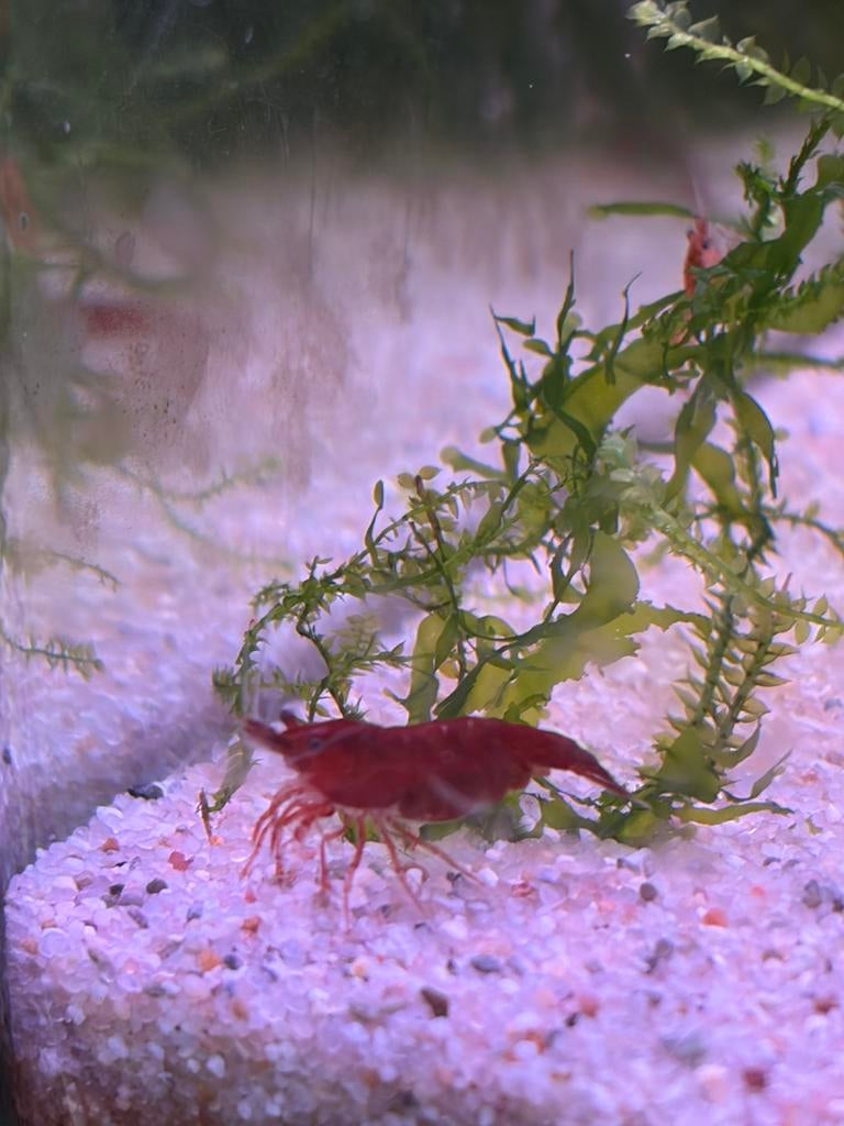 Blood mary garnalen, Kreeft, Krab of Garnaal, Zoetwatervis