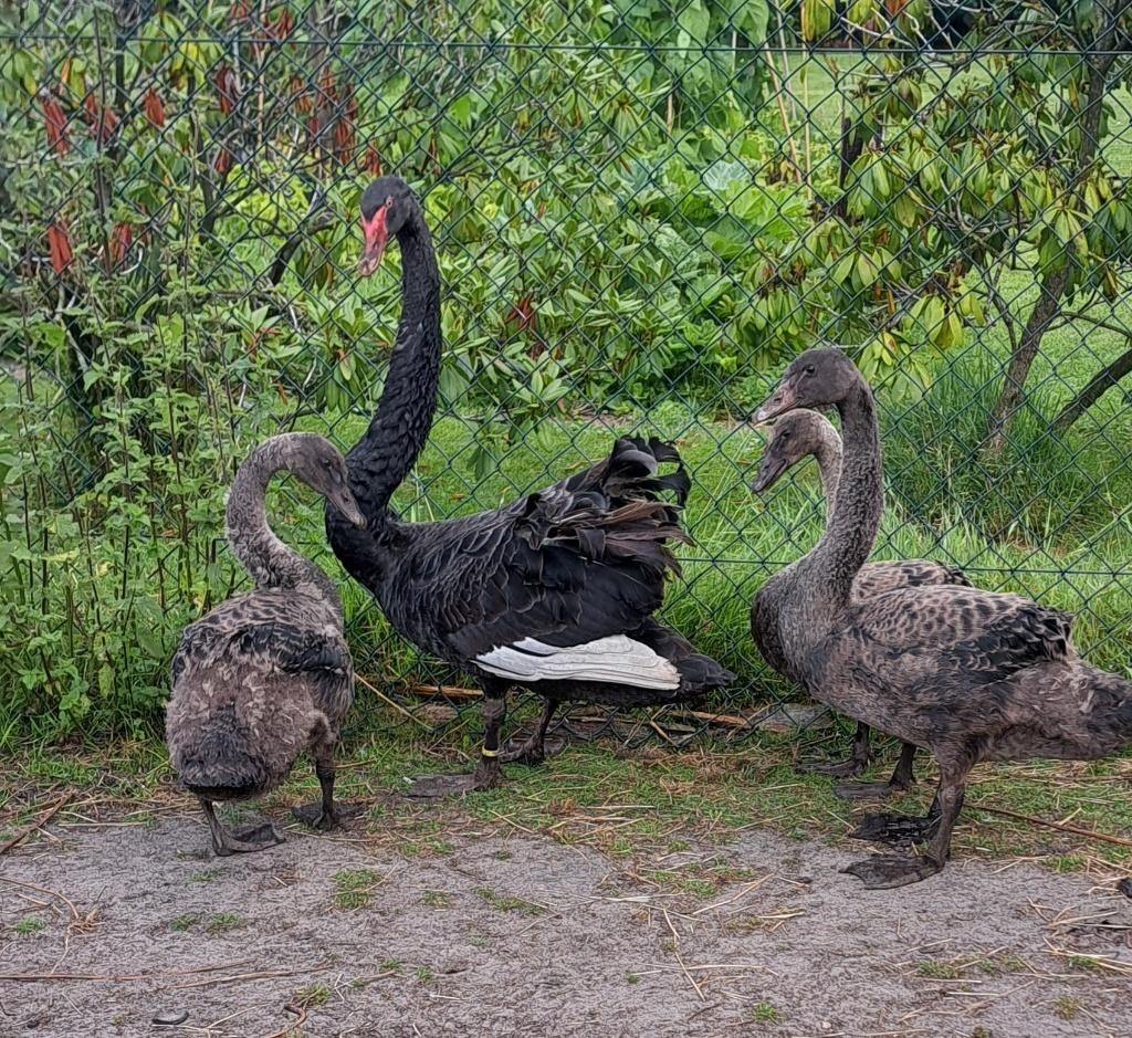 Gevraagd, zwarte zwaan man, Dieren en Toebehoren, Pluimvee, Mannelijk, Gans of Zwaan