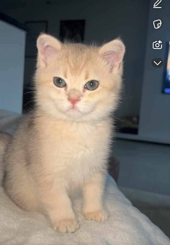 Britse korthaar kater (Golden Shaided), Dieren en Toebehoren, Katten en Kittens | Raskatten | Korthaar, Kater, Gechipt