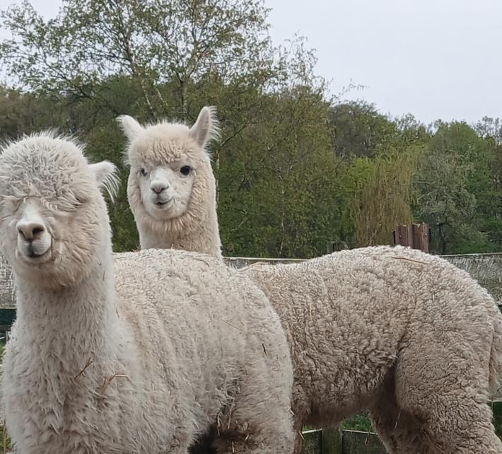 Schitterend alpaca duo, hengstjes., September, Mannelijk