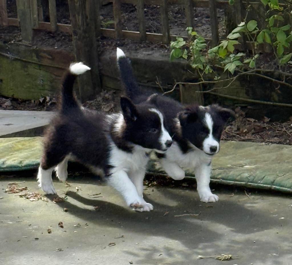 Wij zijn 2prachtige Border Collie pups, Overige rassen, 8 tot 15 weken, Parvo, Meerdere