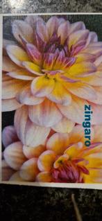 Dahlias knollen, Tuin en Terras, Bloembollen en Zaden, Ophalen of Verzenden, Voorjaar, Volle zon, Knol