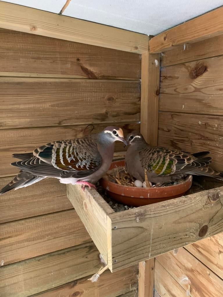 Bronsvleugel duivin te koop!, Vrouwelijk, Geringd