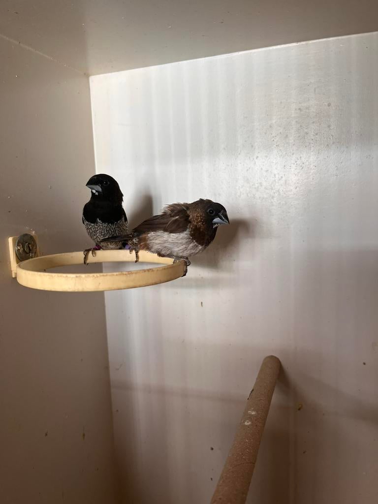 Kweekkoppel vogels 1 jaar oud, Dieren en Toebehoren, Meerdere dieren