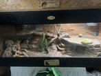 Baardagaam inclusief terrarium, Dieren en Toebehoren, Ophalen, Zo goed als nieuw
