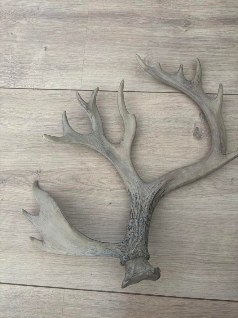 Mooi landelijk hertengewei decoratie, Huis en Inrichting, Ophalen, Zo goed als nieuw, Landelijk