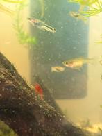 Snake skin endler guppen, Vis